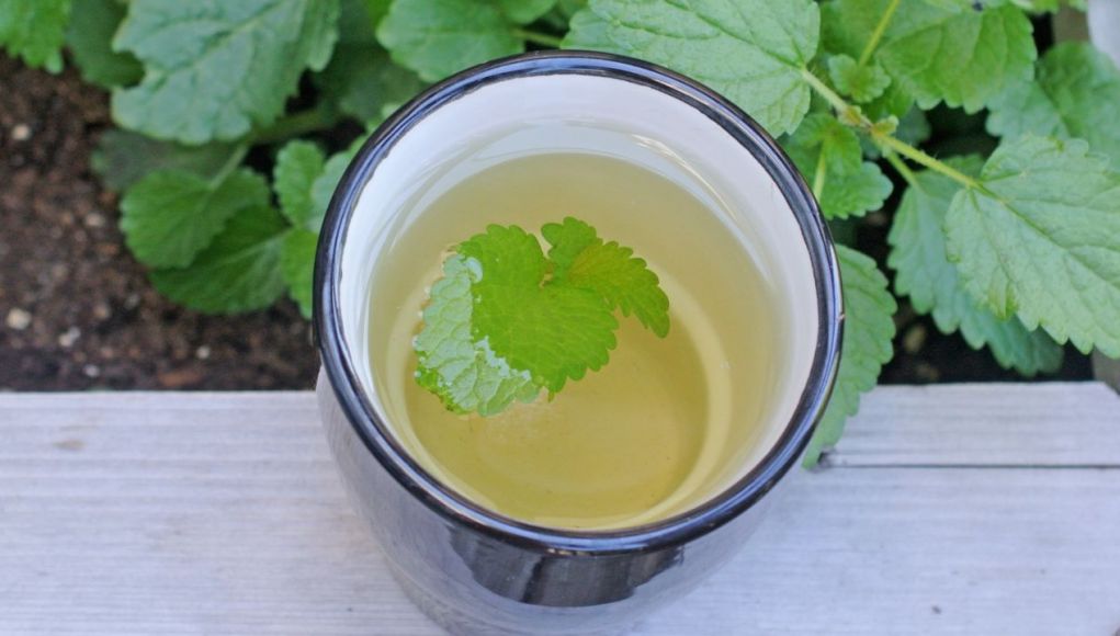 Vous n’arrivez pas à dormir ? Essayez cette tisane à la mélisse