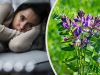 5 plantes adaptogènes à la mode pour réduire l’anxiété et la dépression