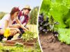 Les 6 plantes les plus faciles à faire pousser quand vous commencez à jardiner pour la première fois