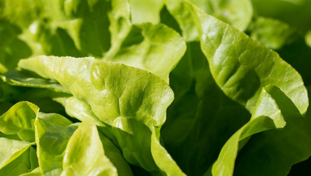 Les légumes de printemps sont de retour, préparez votre panier !