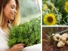 plantes