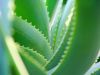3 remèdes maison à base d’aloe vera autres que la crème solaire