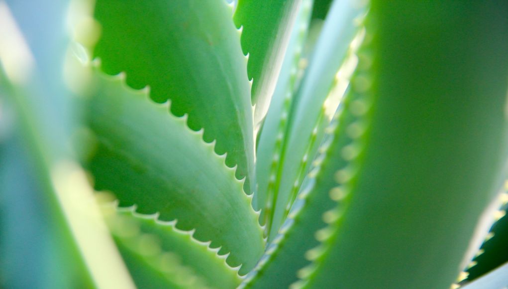 3 remèdes maison à base d’aloe vera autres que la crème solaire