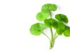 7 herbes à consommer pour mieux vivre ses règles